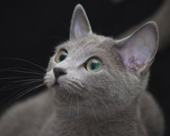 Самым красивым котом в мире признали Бакарди породы русская голубая из Польши