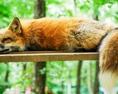 Фыр-фыр: лисы в Южной Америке могли быть одомашнены раньше собак