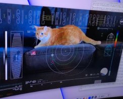 Земля получила видео с котиком с расстояния в 30 миллионов километров